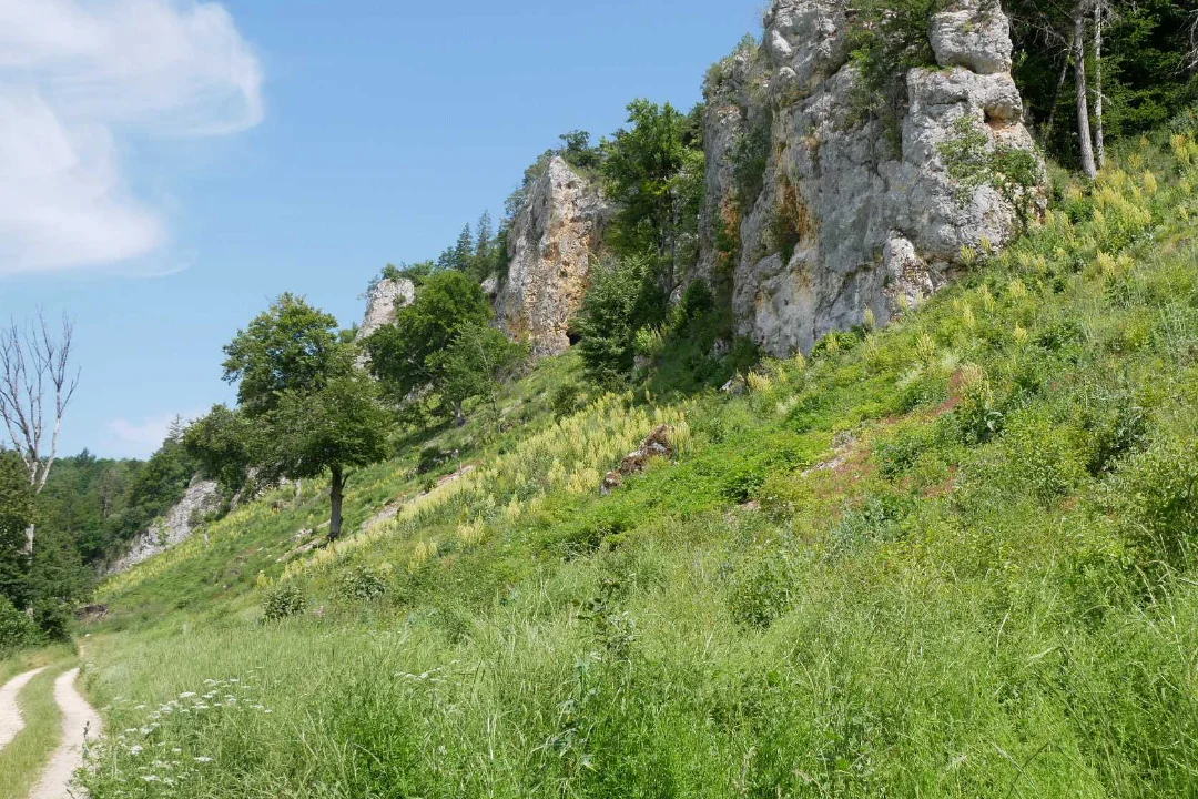 Raupe des Roten Apollos auf ihrer Nahrungspflanze