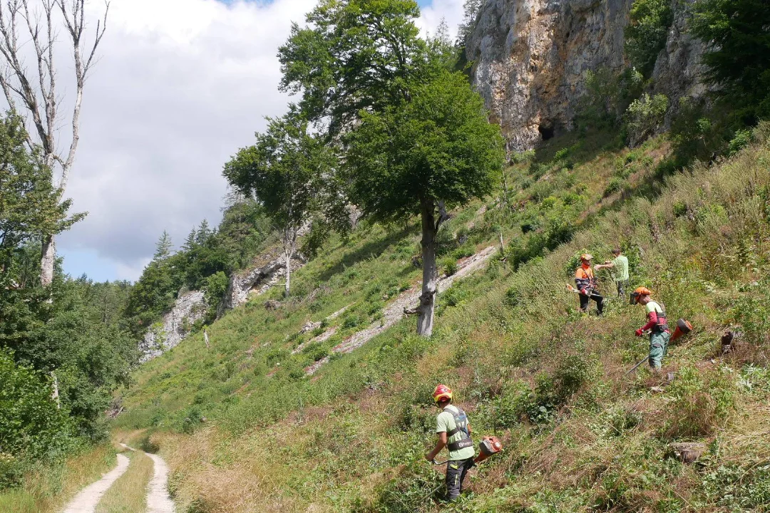 Raupe des Roten Apollos auf ihrer Nahrungspflanze