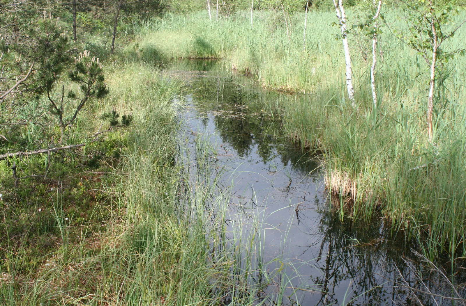 Fortpflanzungsgewässer der Großen Moosjungfer