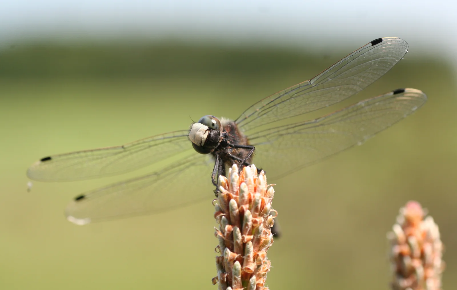 Männchen der Großen Moosjungfer in Frontalansicht