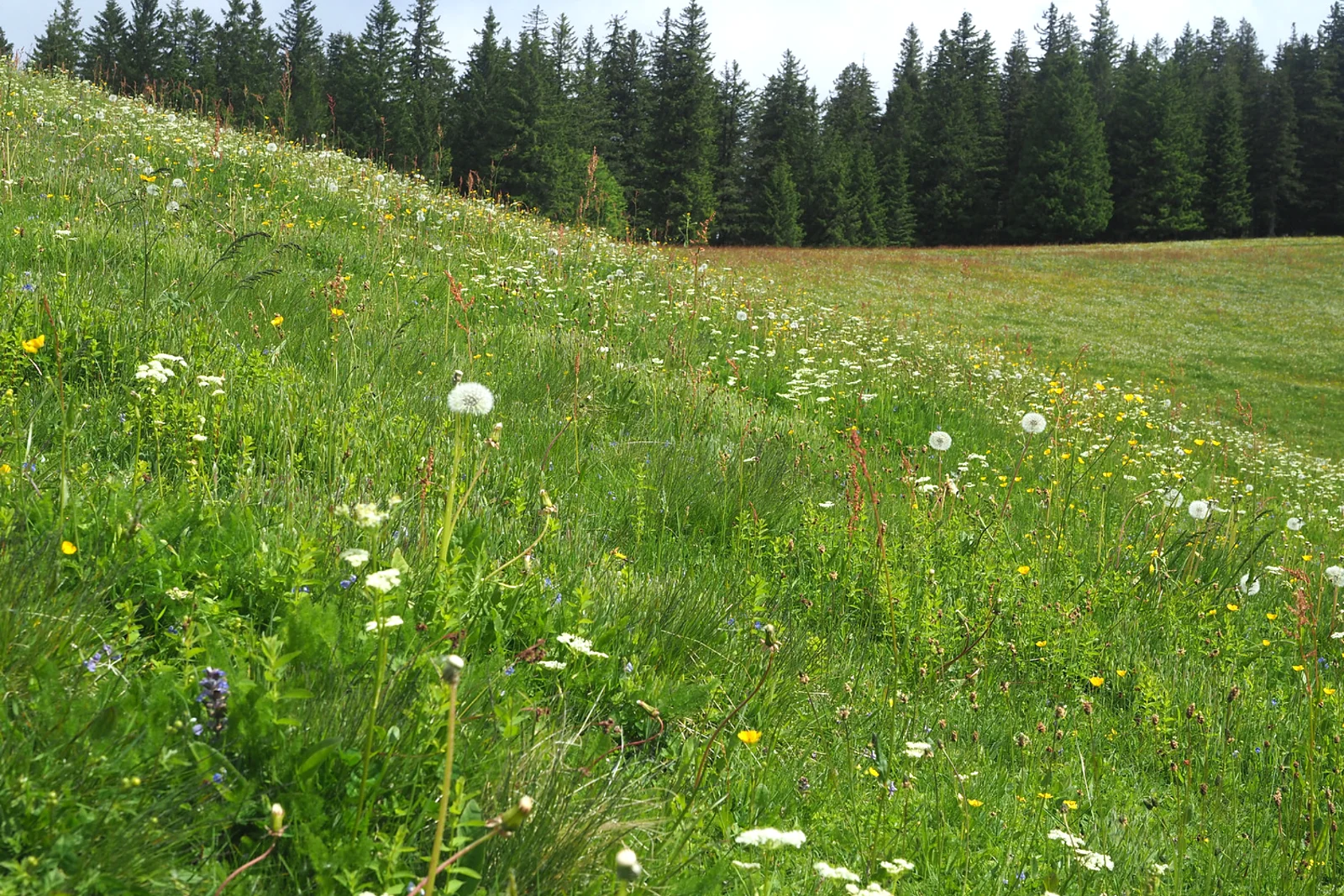 Vegetationsstruktur nach Umstellung von Schaf- auf Rinderbeweidung