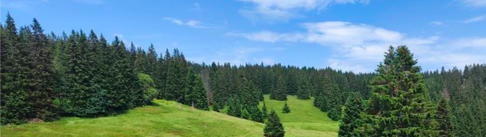 Weide am Leistungszentrum Herzogenhorn