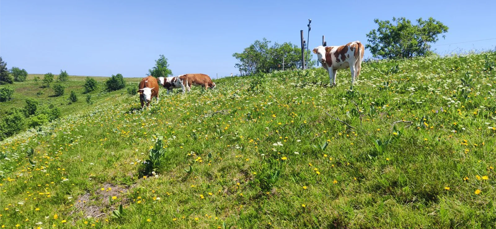 Vegetationsstruktur nach Umstellung von Schaf- auf Rinderbeweidung