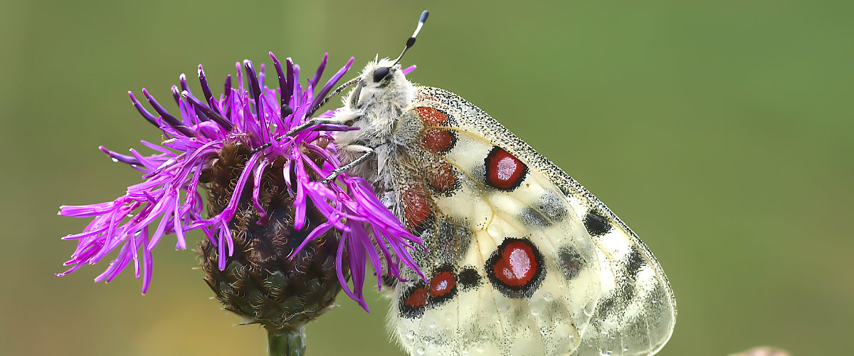 Apollofalter im Oberen Donautal. Erfolgsgeschichte über Artenkenntnis, kontinuierliche Betreuung und praktische Landschaftspflege.